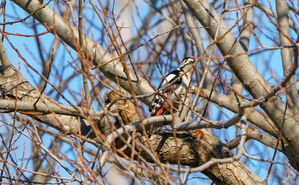 Syrian Woodpecker