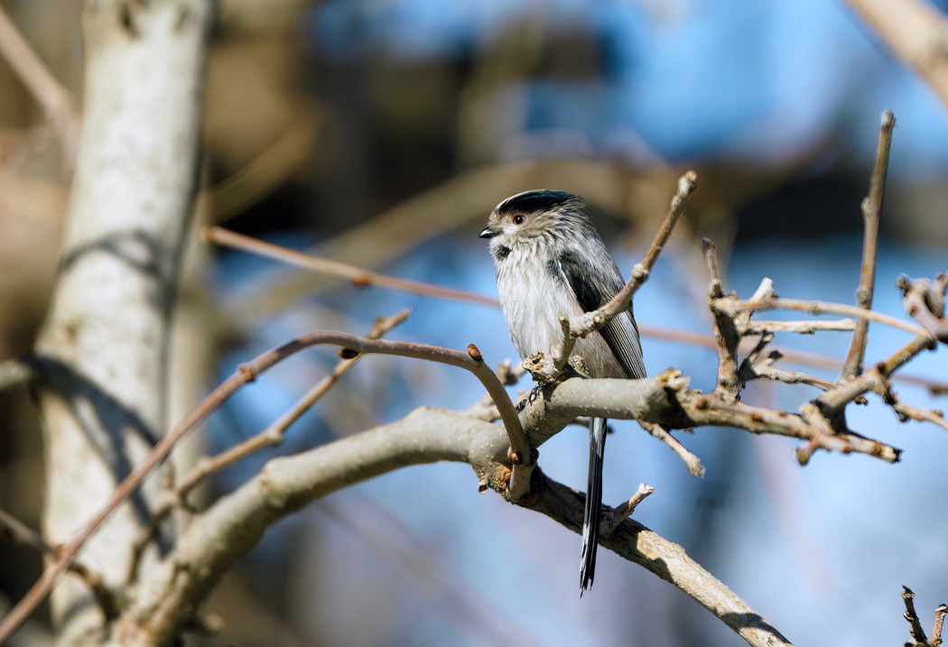 Long-tailed Tit