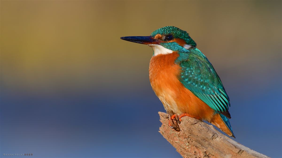 Common Kingfisher