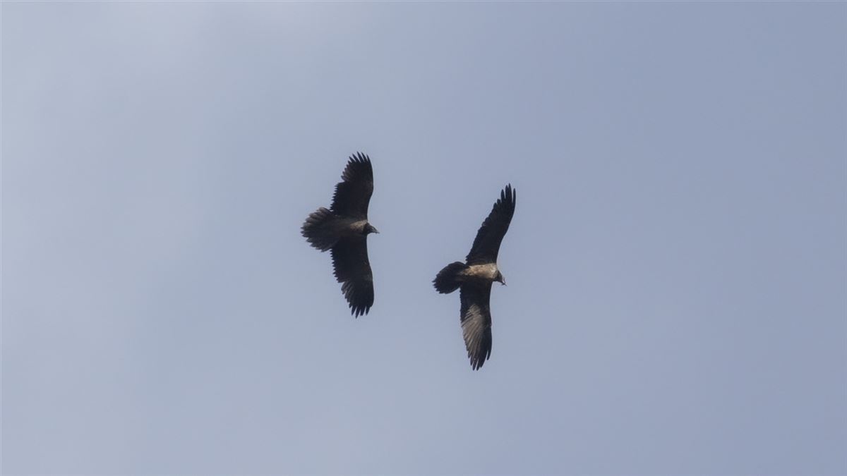 Bearded Vulture