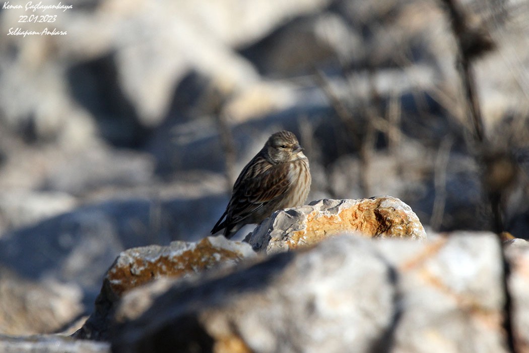 Common Linnet