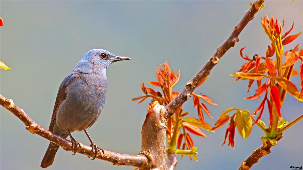 Blue Rock Thrush