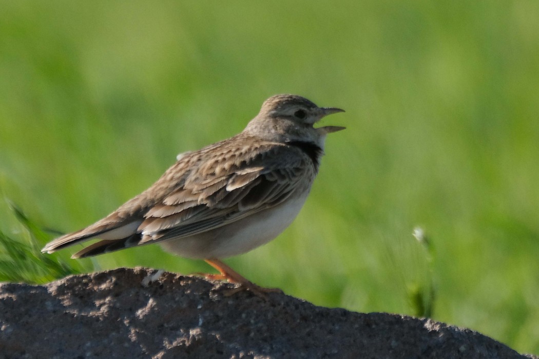 Calandra Lark
