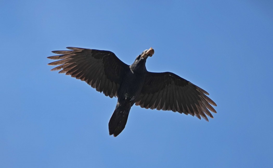 Northern Raven
