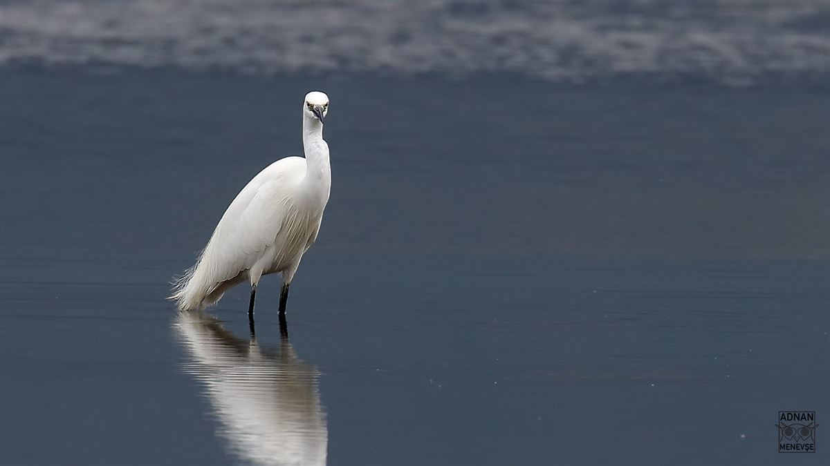 Little Egret