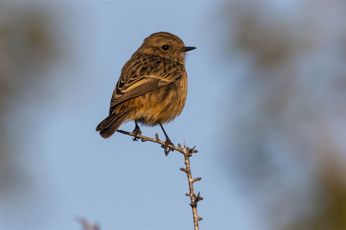 European Stonechat