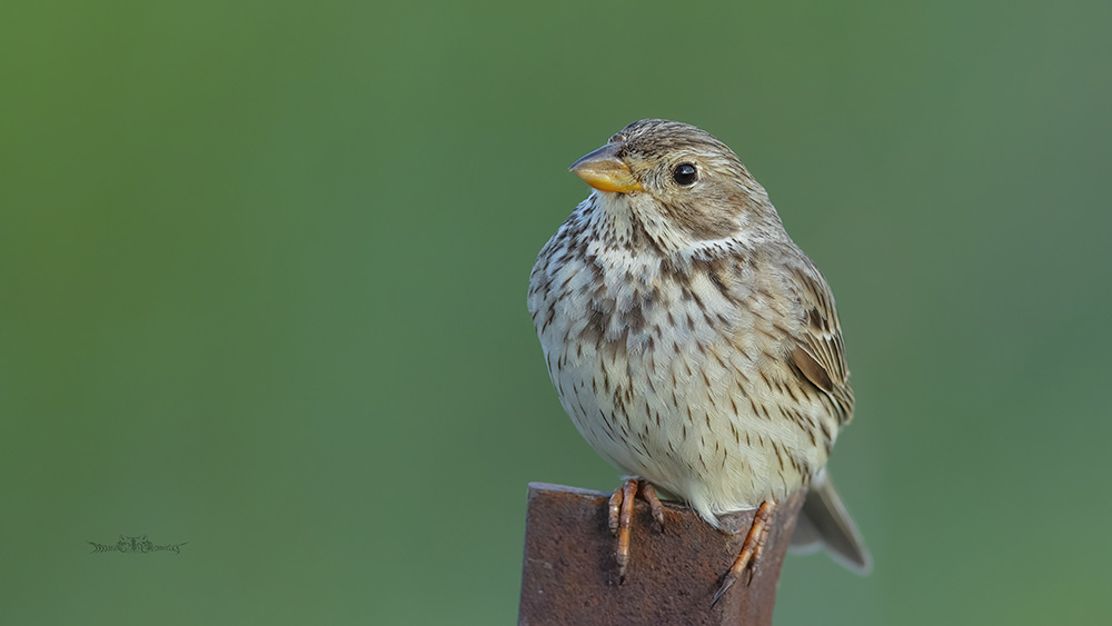 Corn Bunting