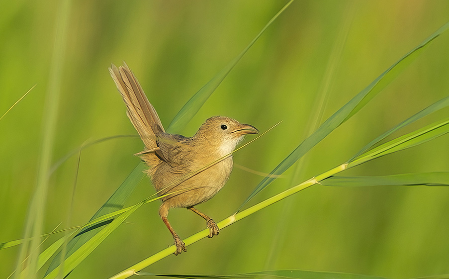 Iraq Babbler
