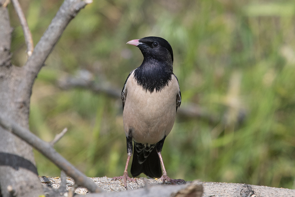 Rosy Starling