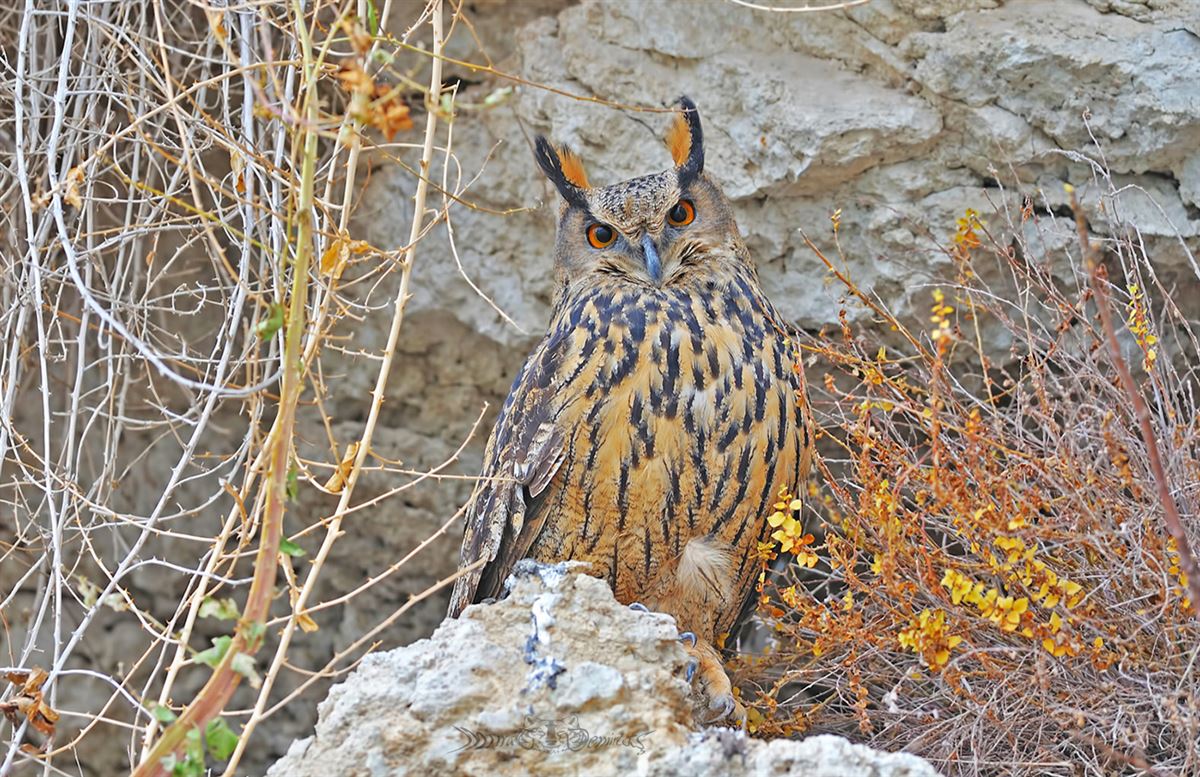 Eurasian Eagle-Owl