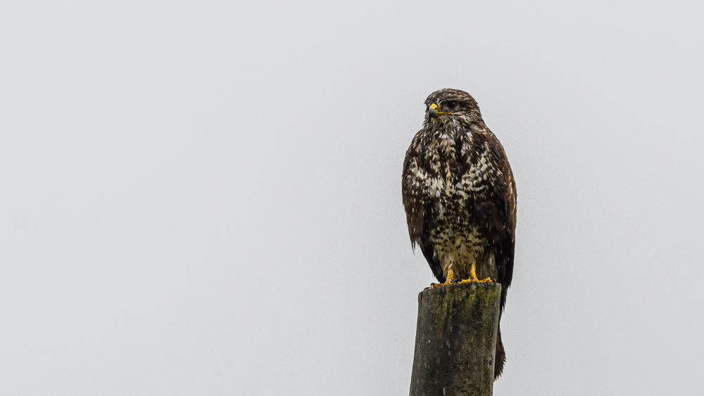 Common Buzzard