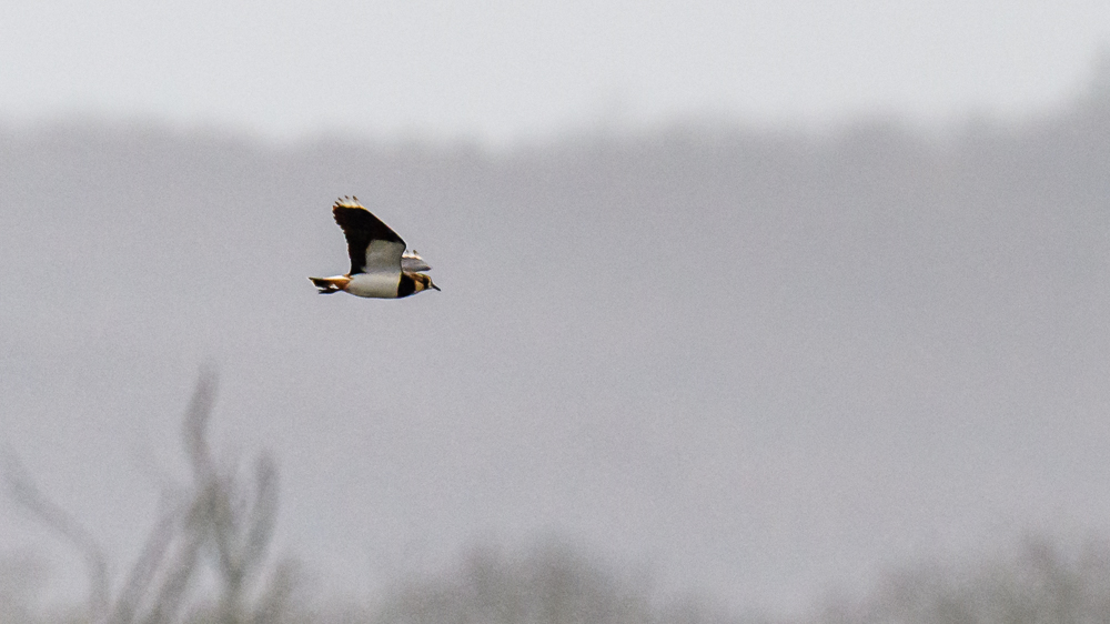 Northern Lapwing