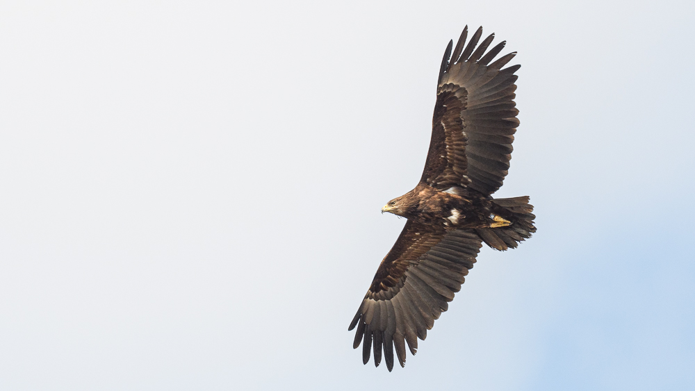 Greater Spotted Eagle