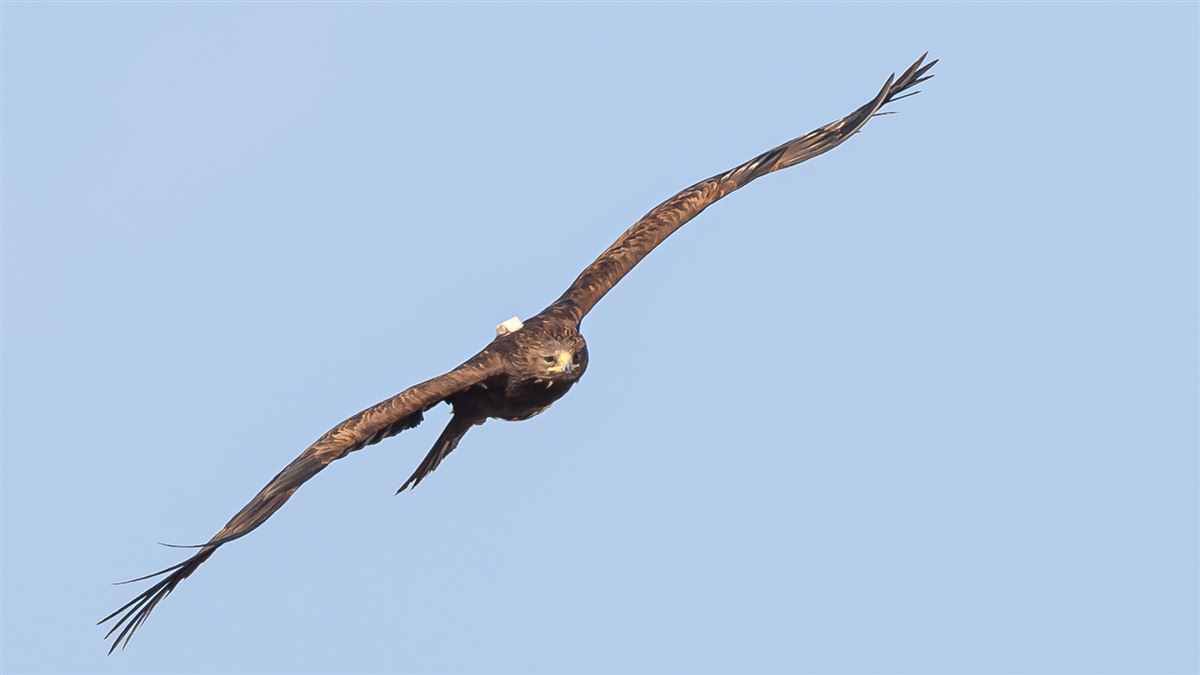 Greater Spotted Eagle