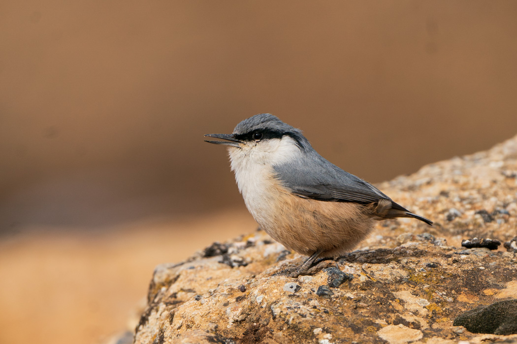 Western Rock Nuthatch