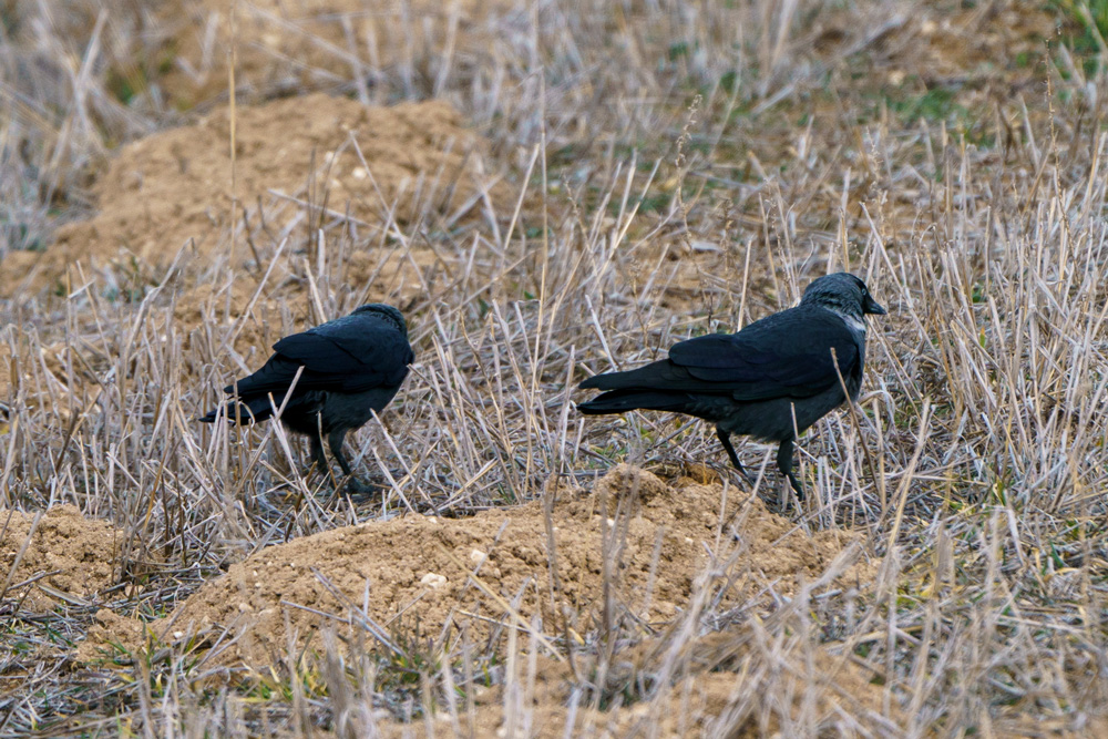 Western Jackdaw