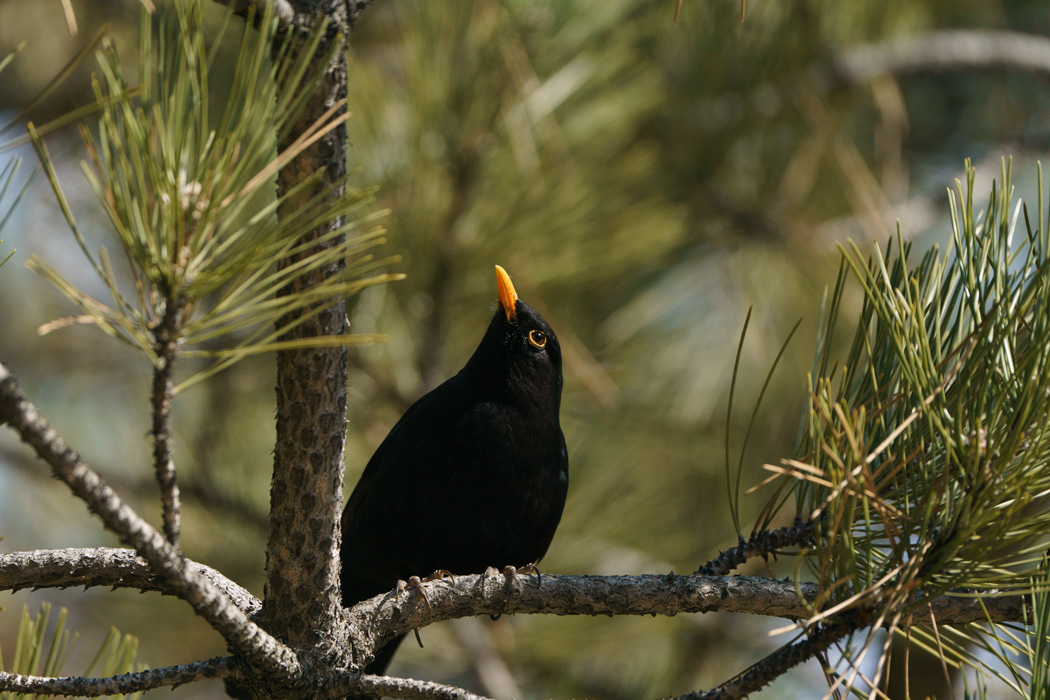Common Blackbird