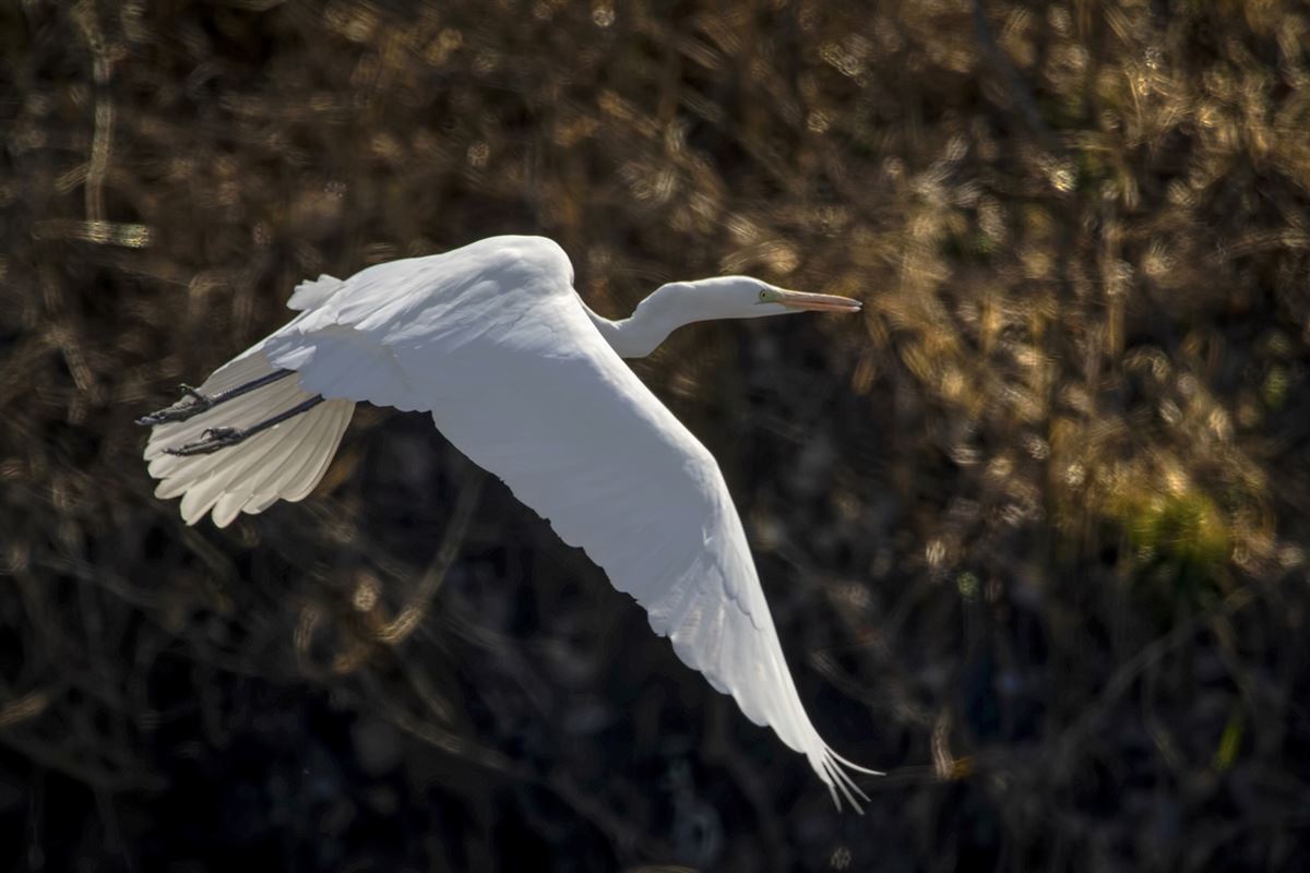 Great Egret