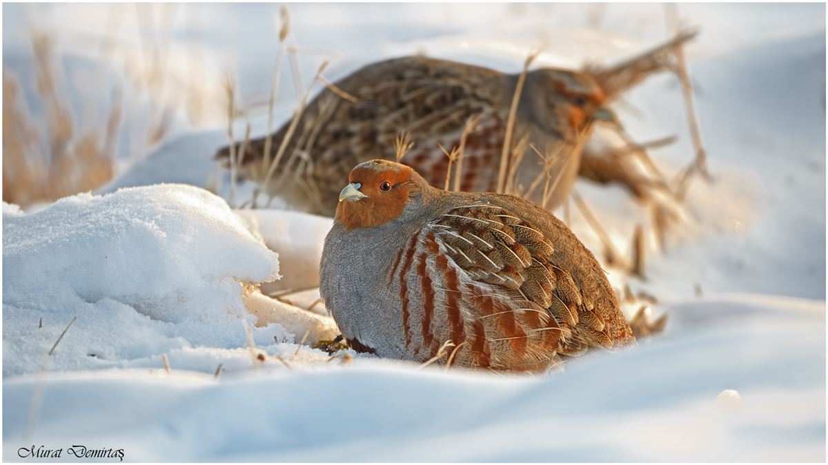 Grey Partridge