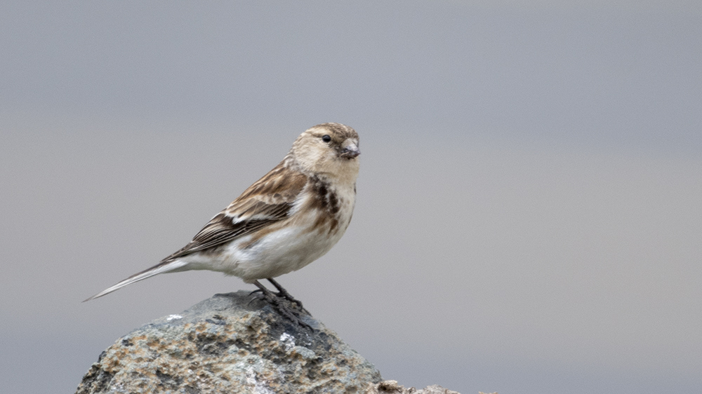 Twite