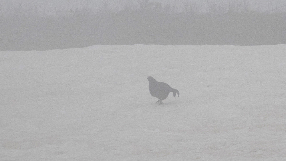 Caucasian Grouse