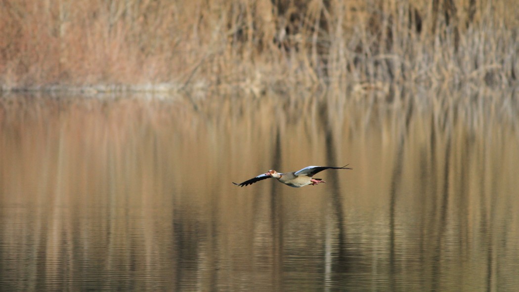 Egyptian Goose