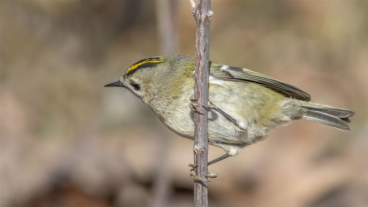 Goldcrest