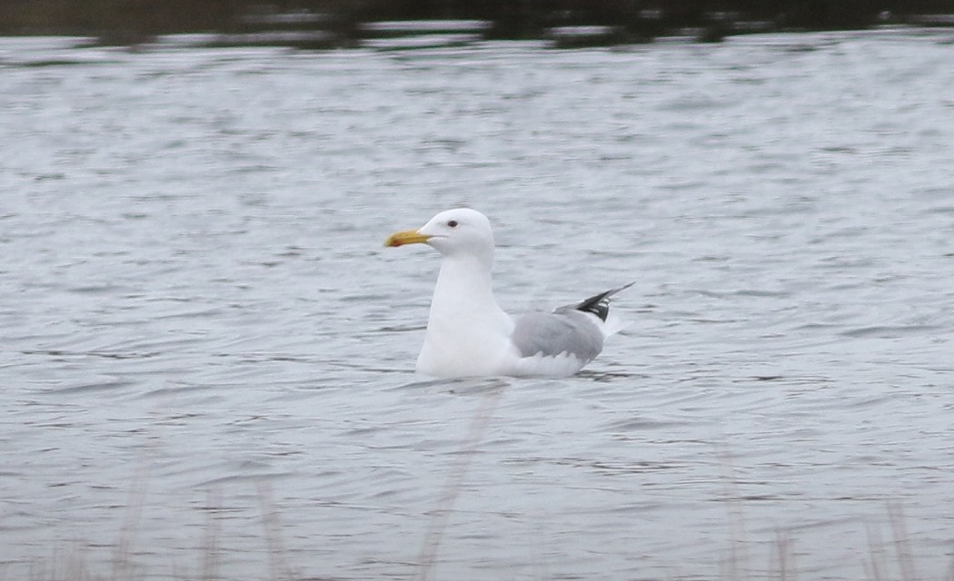 Caspian Gull