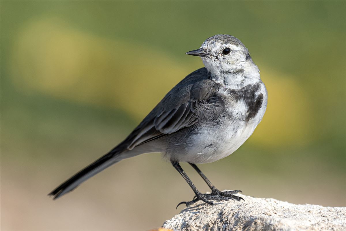 White Wagtail