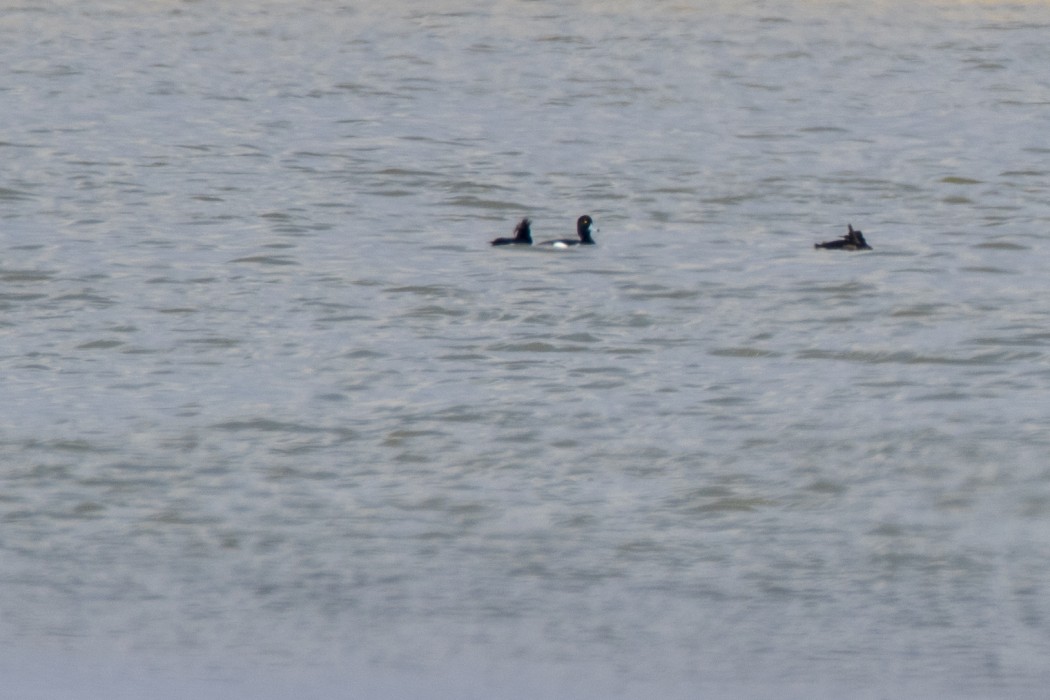 Tufted Duck