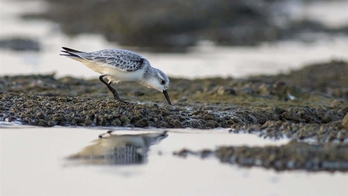 Sanderling