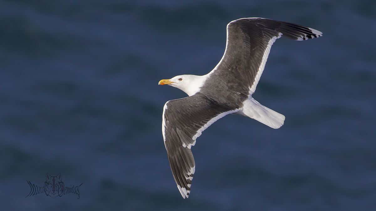 Great Black-backed Gull