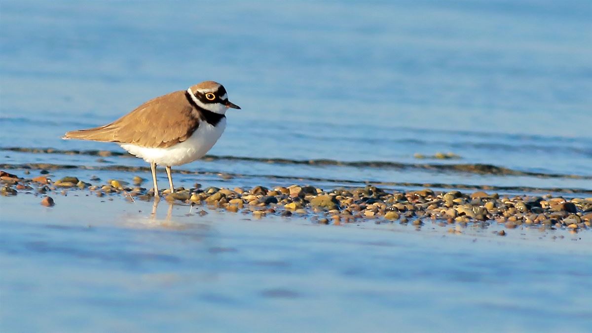 Little Ringed Plover