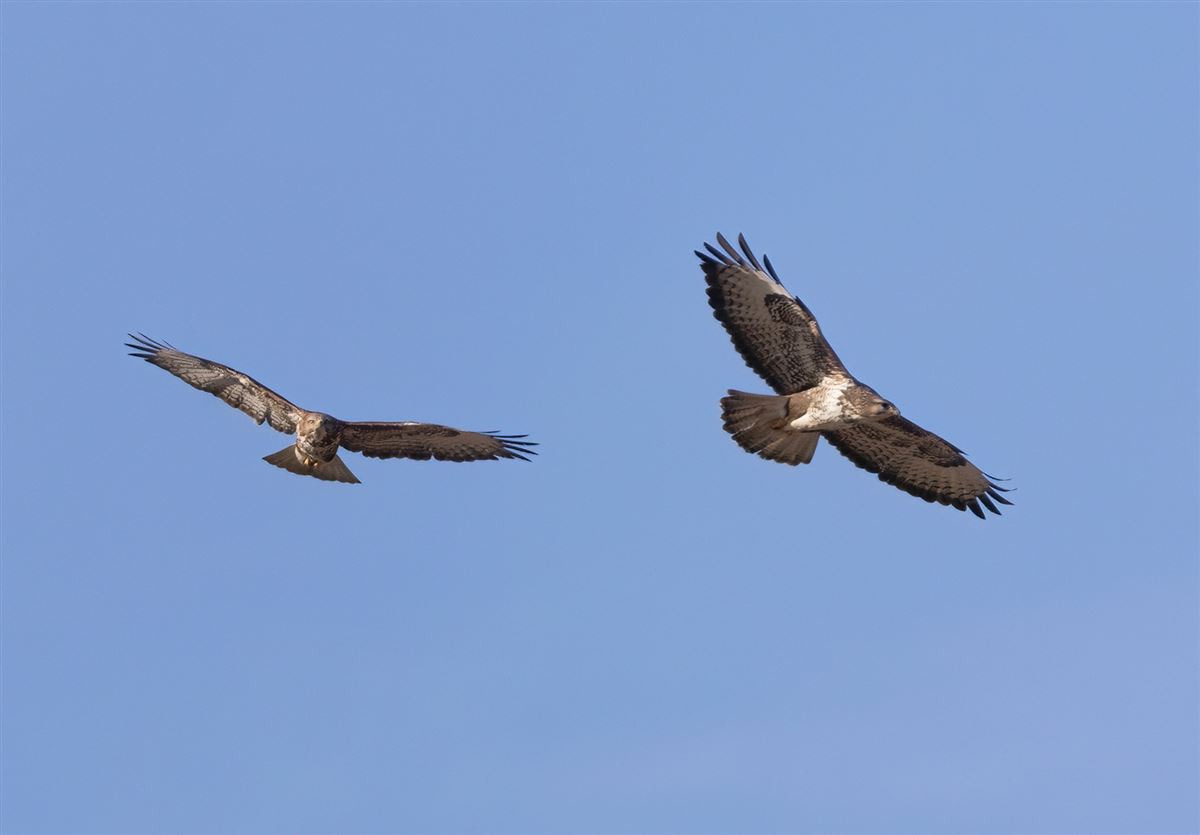 Common Buzzard