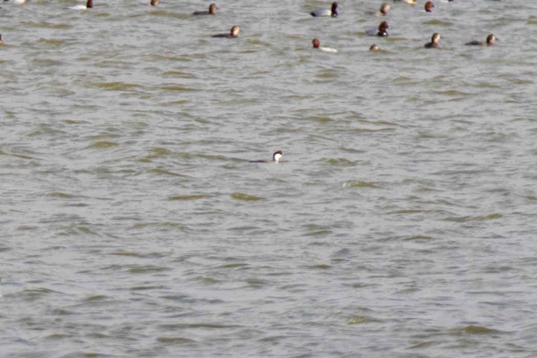 Smew