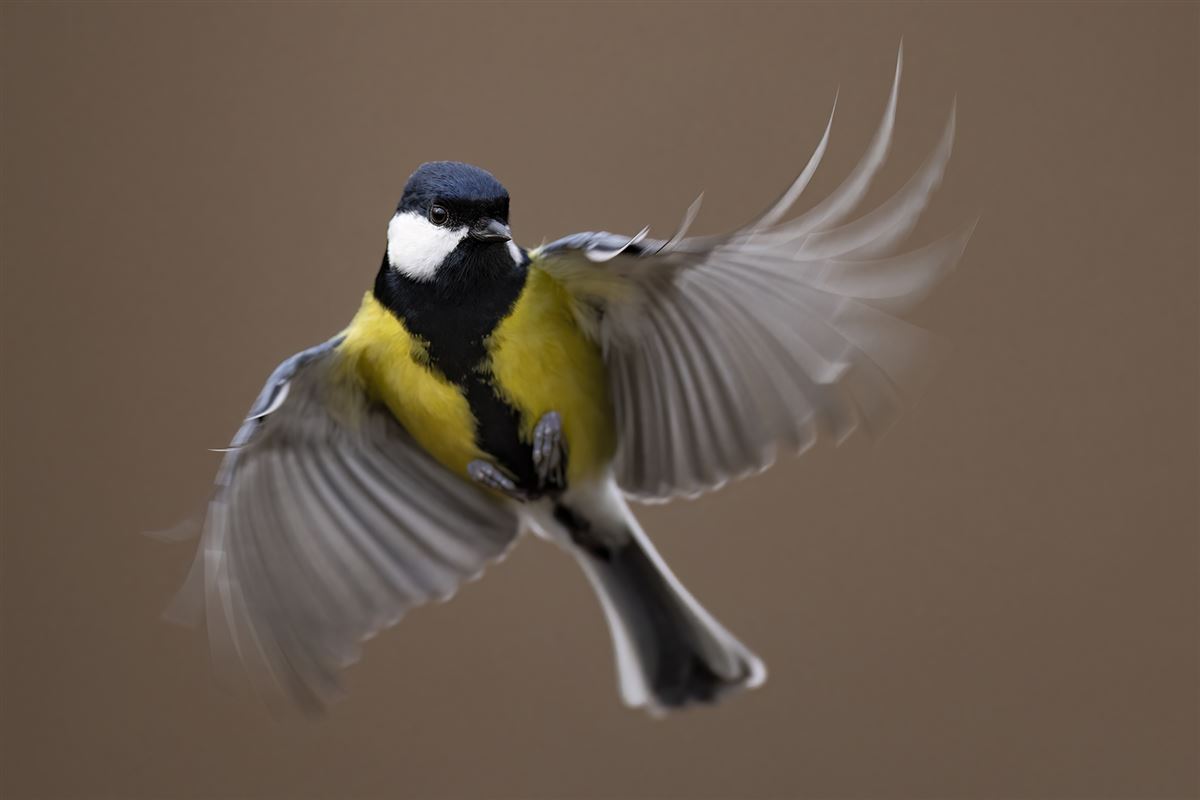 Great Tit