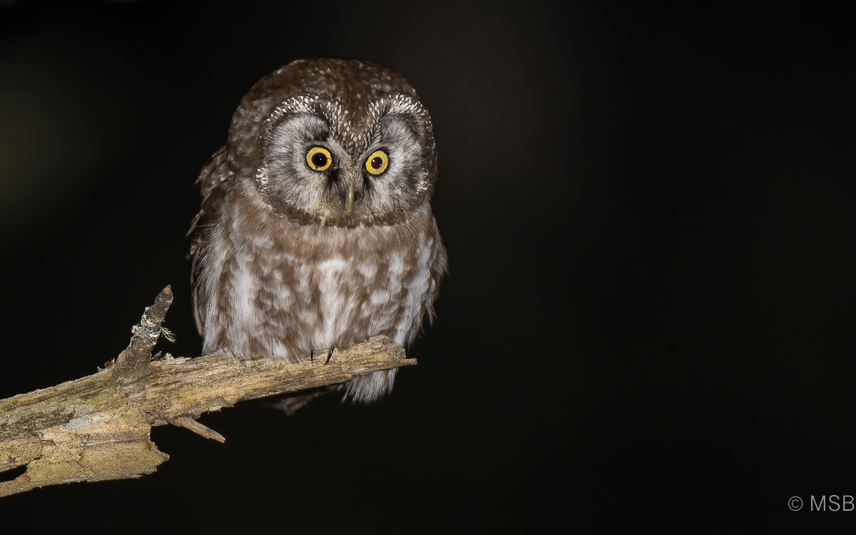 Boreal Owl