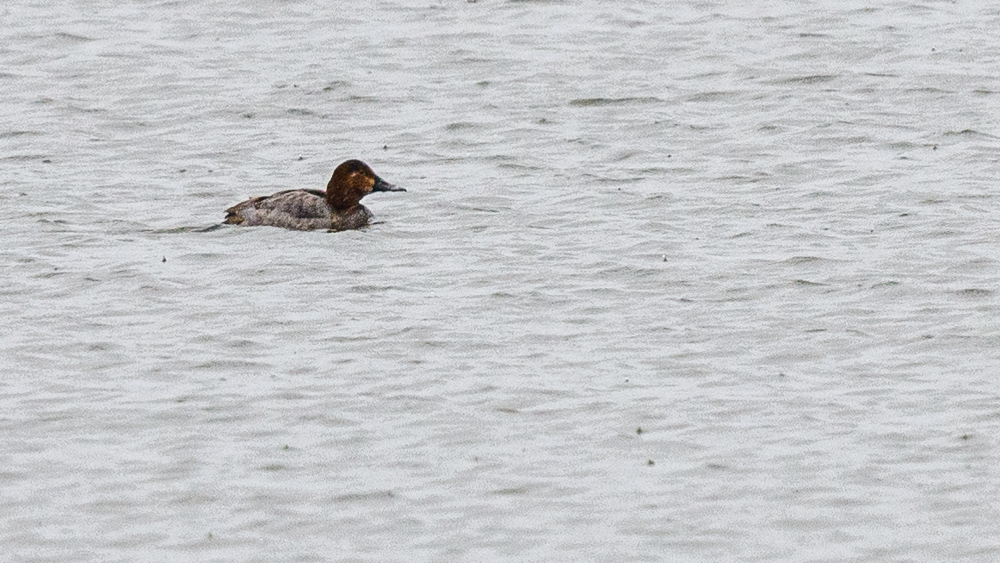 Common Pochard