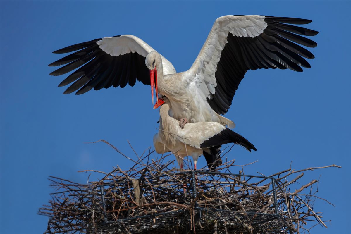 White Stork