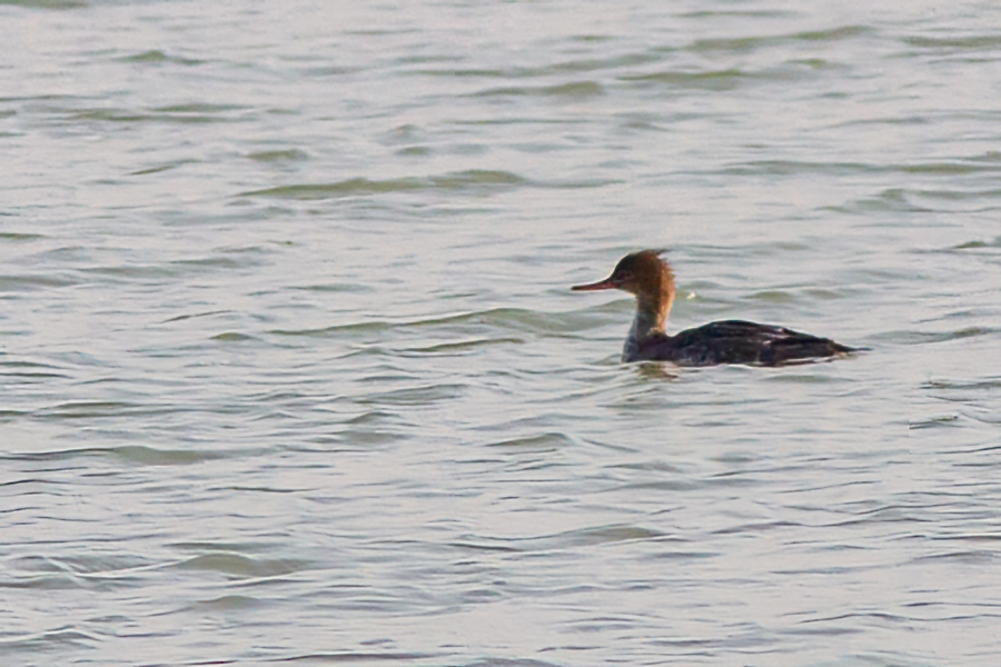 Red-breasted Merganser