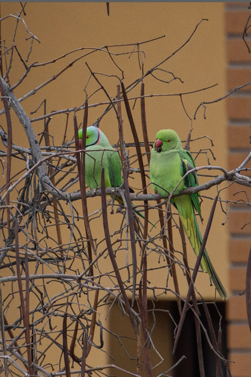 Rose-ringed Parakeet