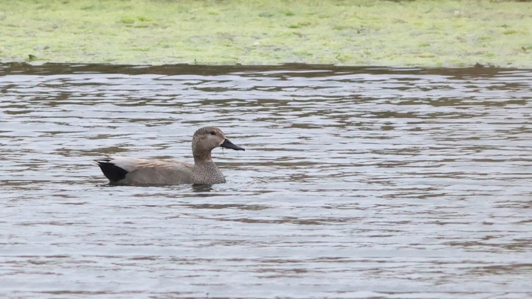 Gadwall