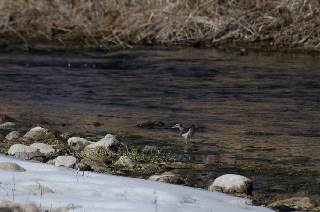 Green Sandpiper