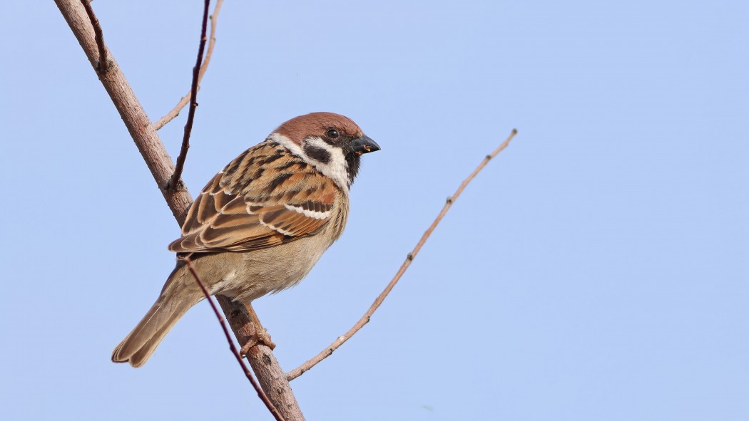 Eurasian Tree Sparrow