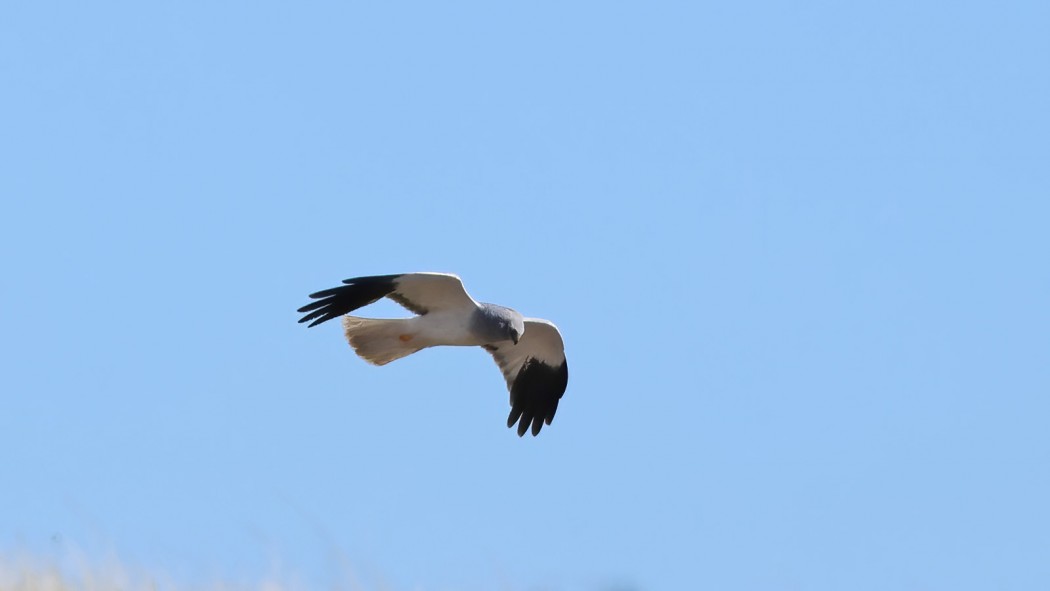 Hen Harrier