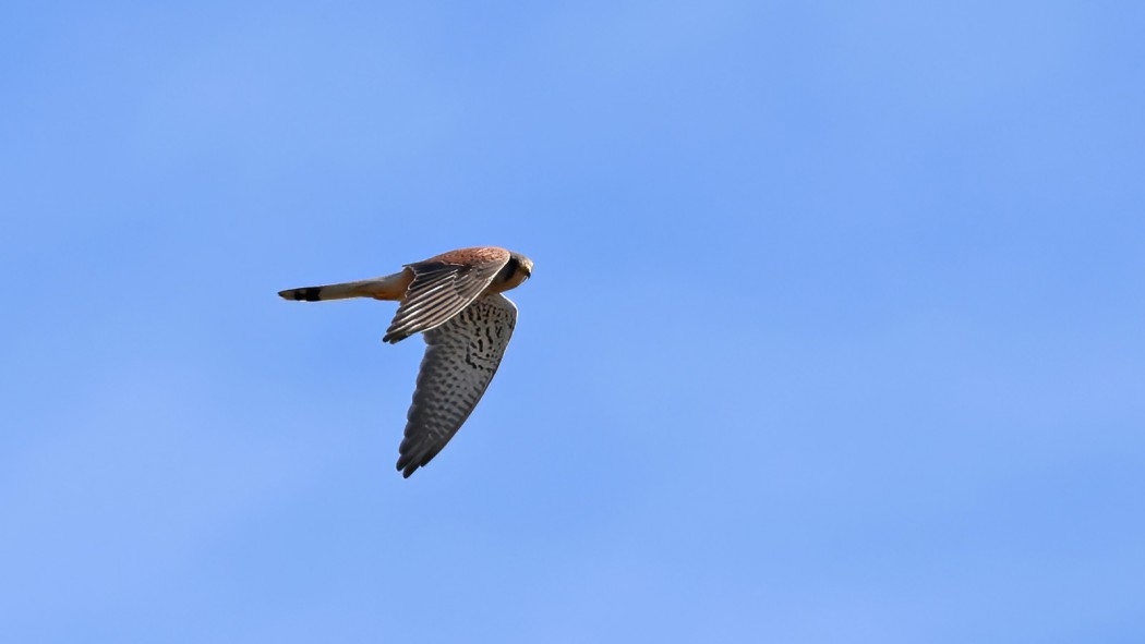 Common Kestrel