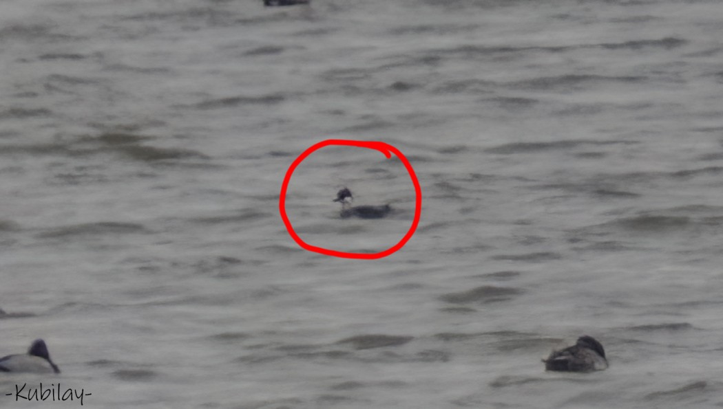 Smew