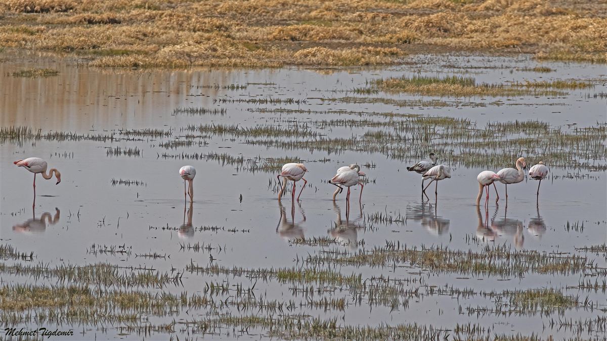 Greater Flamingo