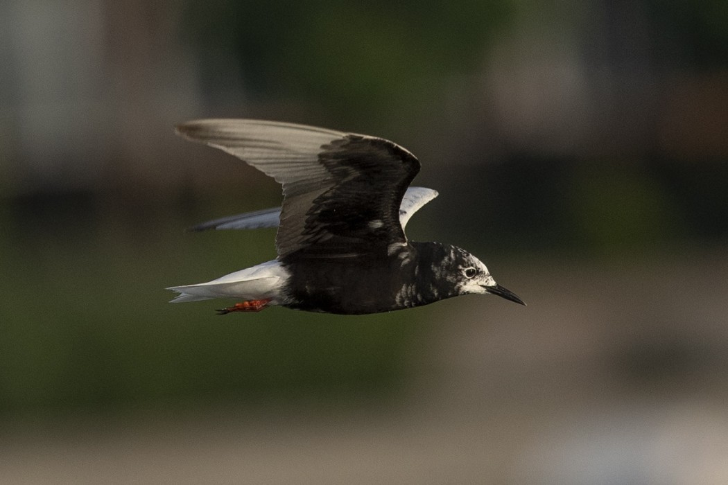 White-winged Tern