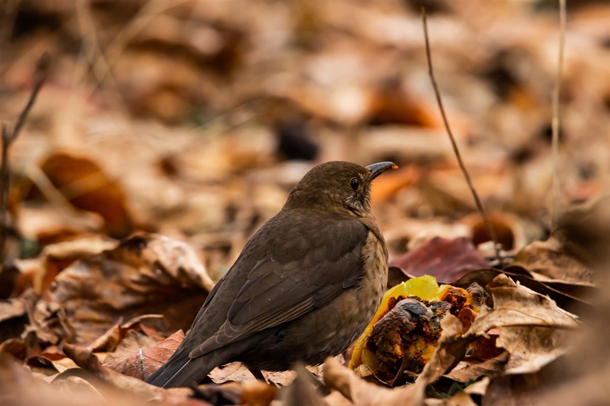 Common Blackbird